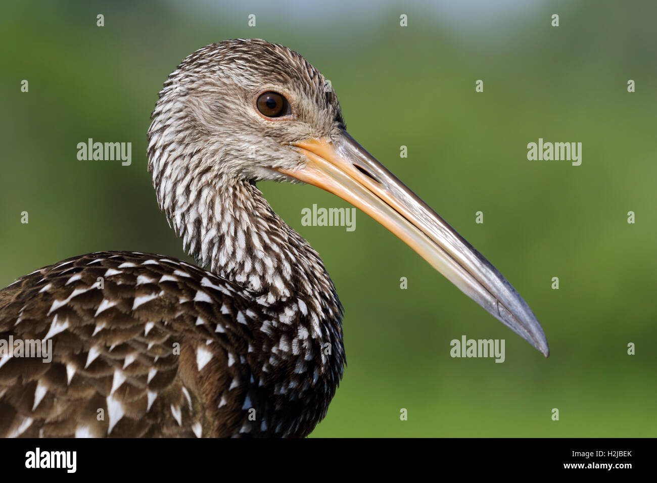 Limpkin Aramus guarauna close up di testa e bill Foto Stock