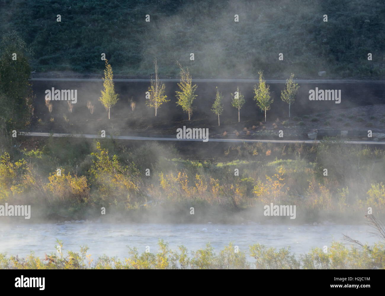 Alberi luminosi attraverso Misty River Foto Stock