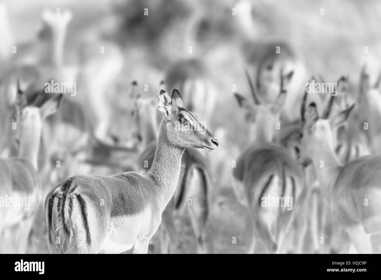 Un impala, Aepyceros melampus,disturbato, si ferma ad ascoltare, come la mandria principale continua a piedi,visualizzare i loro contrassegni posteriori Foto Stock