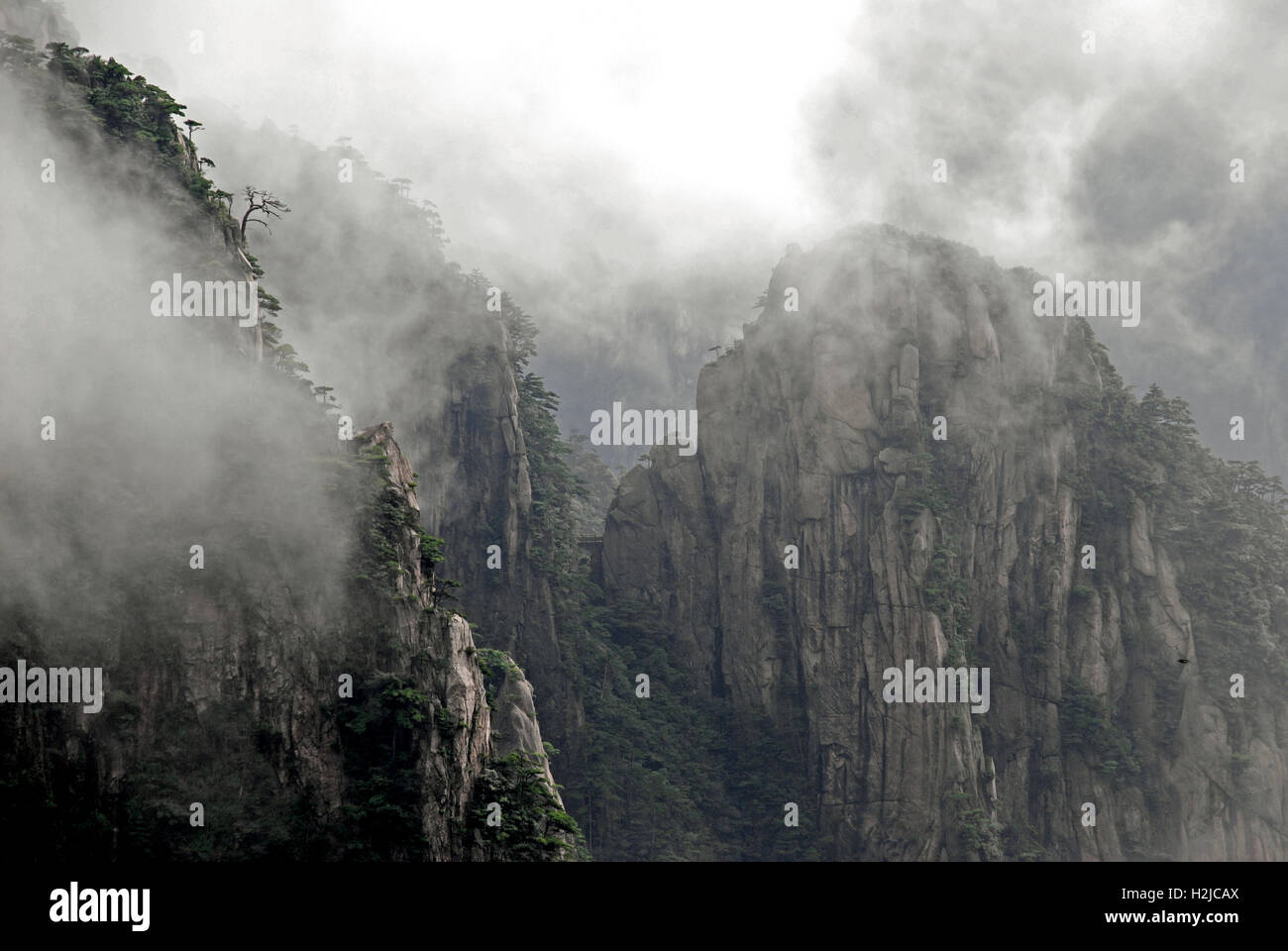 Un Lone Pine Tree pende precariamente sulle balze di Xihai Canyon nelle montagne di Huangshan. Foto Stock