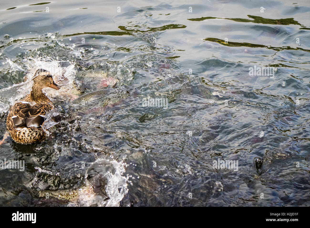 L'anatra e pesci schizzi in acqua Foto Stock