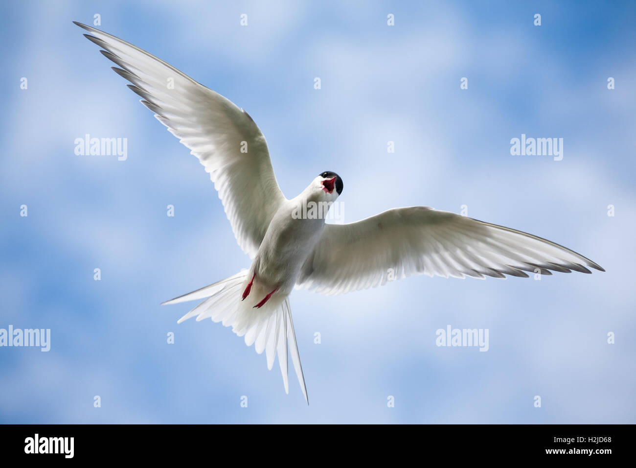 Un Arctic Tern in volo, costantemente alla ricerca di minacce per il nido, Mousa Isle, Scozia Foto Stock