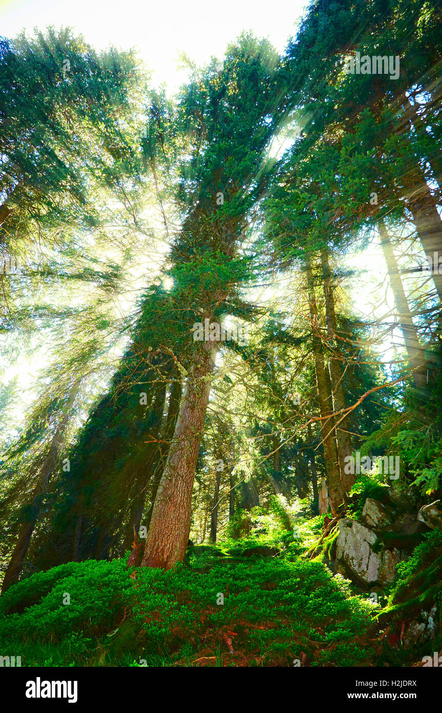 Cornice bianca, integrato nel paesaggio, per il tuo contenuto. Fiaba foresta, montagna paesaggio, sullo sfondo della natura Foto Stock