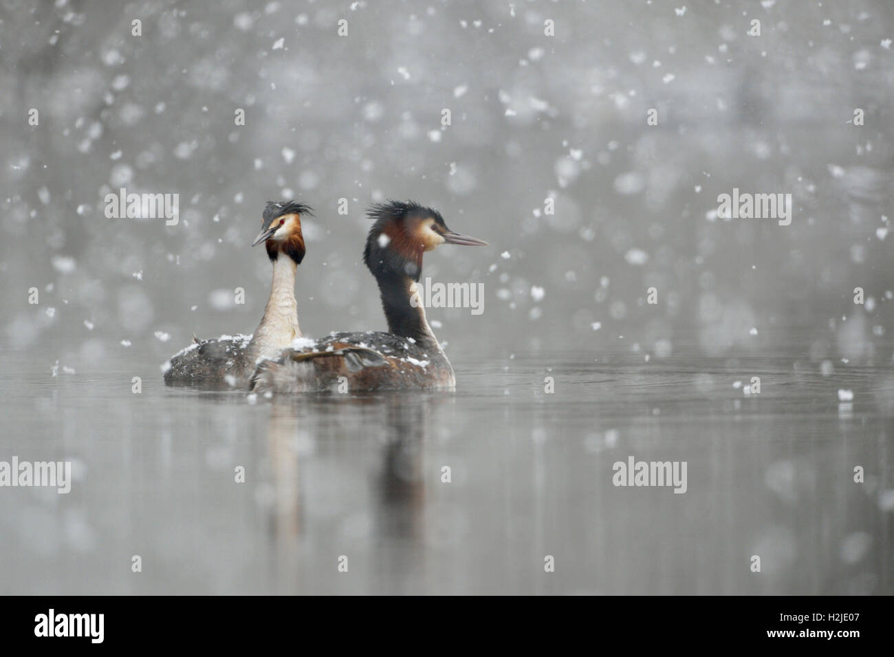 Grande Crested svassi ( Podiceps cristatus ), nuoto coppia, corteggiare, caduta di neve, tardiva insorgenza di inverno, nevicata, fiocchi di neve. Foto Stock