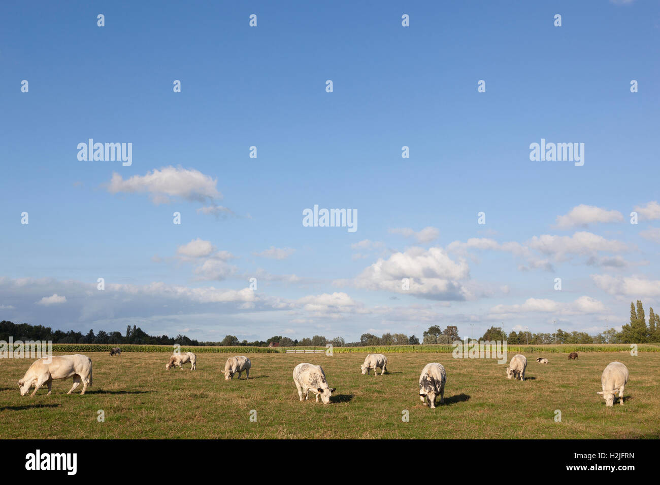 Le mucche bianche nelle Fiandre prato tra Gent e Brugge in Belgio sulla soleggiata giornata estiva Foto Stock