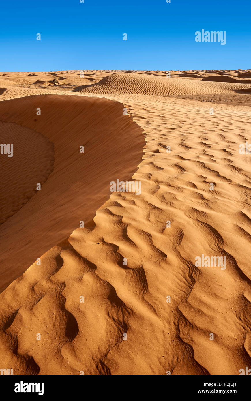 Il deserto del Sahara dune di sabbia di Erg Orientale nei pressi dell'oasi di Ksar Ghilane, Tunisia, Africa Foto Stock