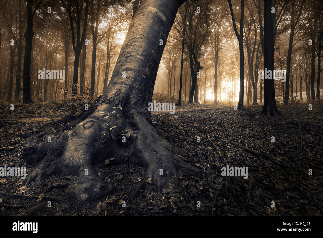 Fiaba foggy i sentieri della foresta in autunno boschi Foto Stock