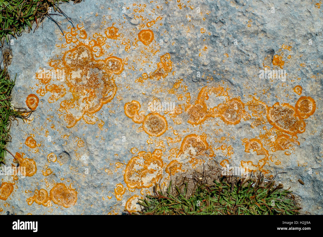 Close-up di Licheni arancioni sul grigio superficie di roccia Foto Stock