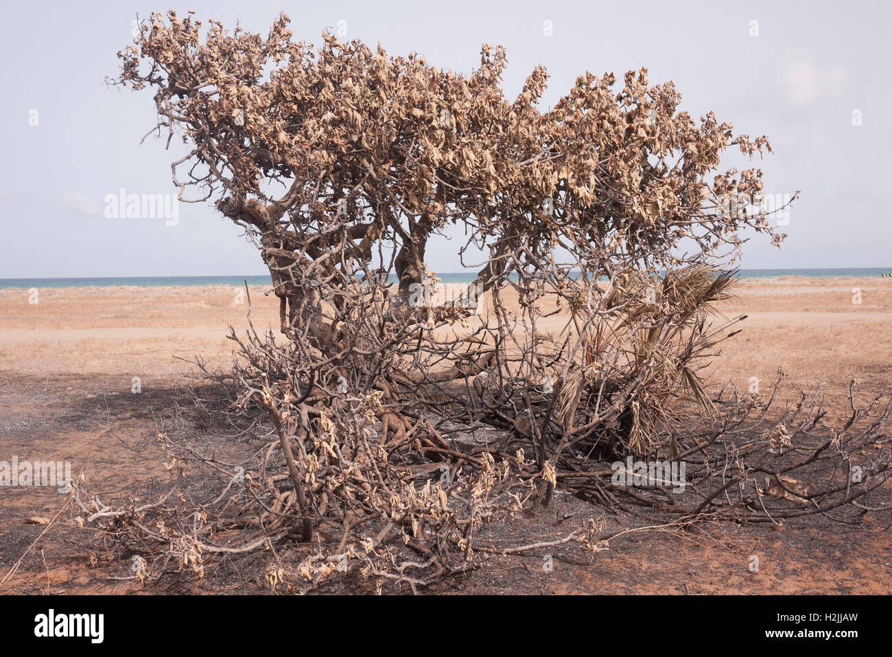 Le conseguenze di una bussola/incendio di foresta nel sud della Spagna. Foto Stock