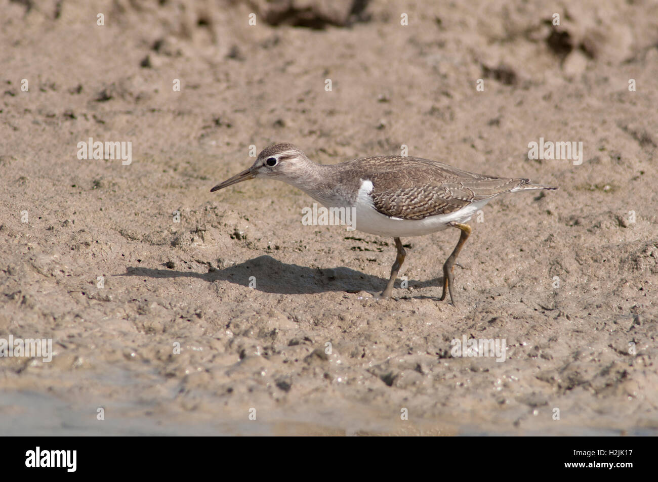 Ritratto orizzontale di comune sandpiper, Actitis hypoleucos, rovistando in acqua poco profonda nella zona umida. Foto Stock