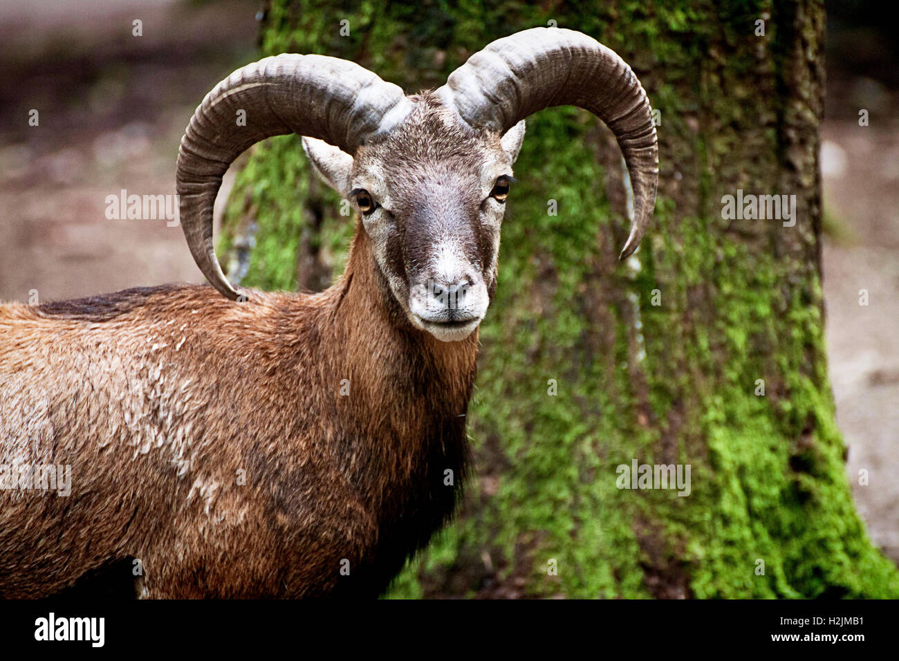 Ritratto di giovane maschio di stambecco in ambiente naturale,sfondo sfocato Foto Stock