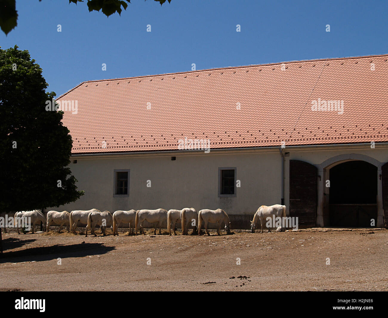 La scuderia a Lipizza, Slovenia, maggio 2016. Mares sotto il sole Foto Stock