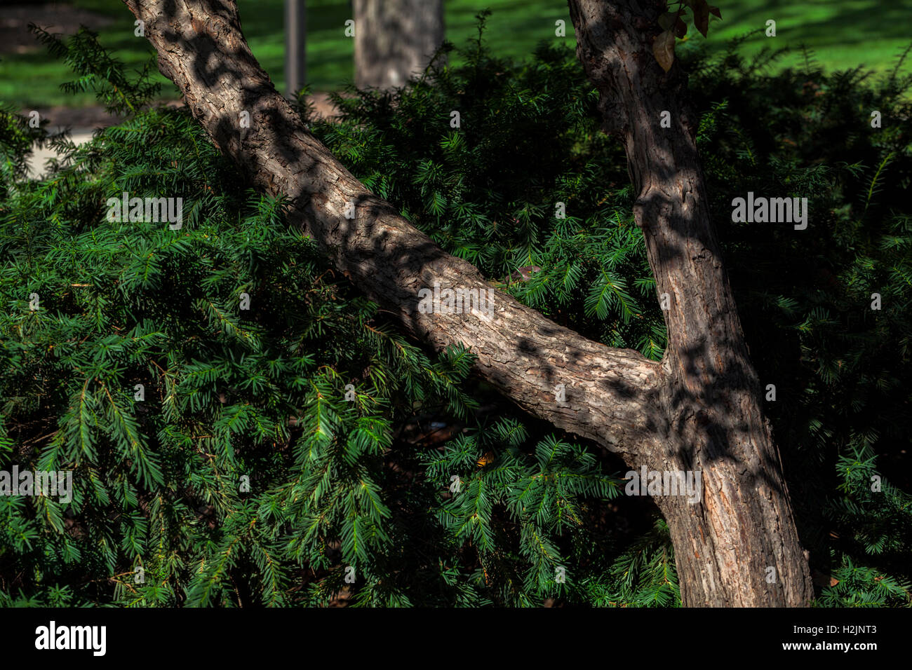 Ramo di albero appoggiato in pine bush. Foto Stock