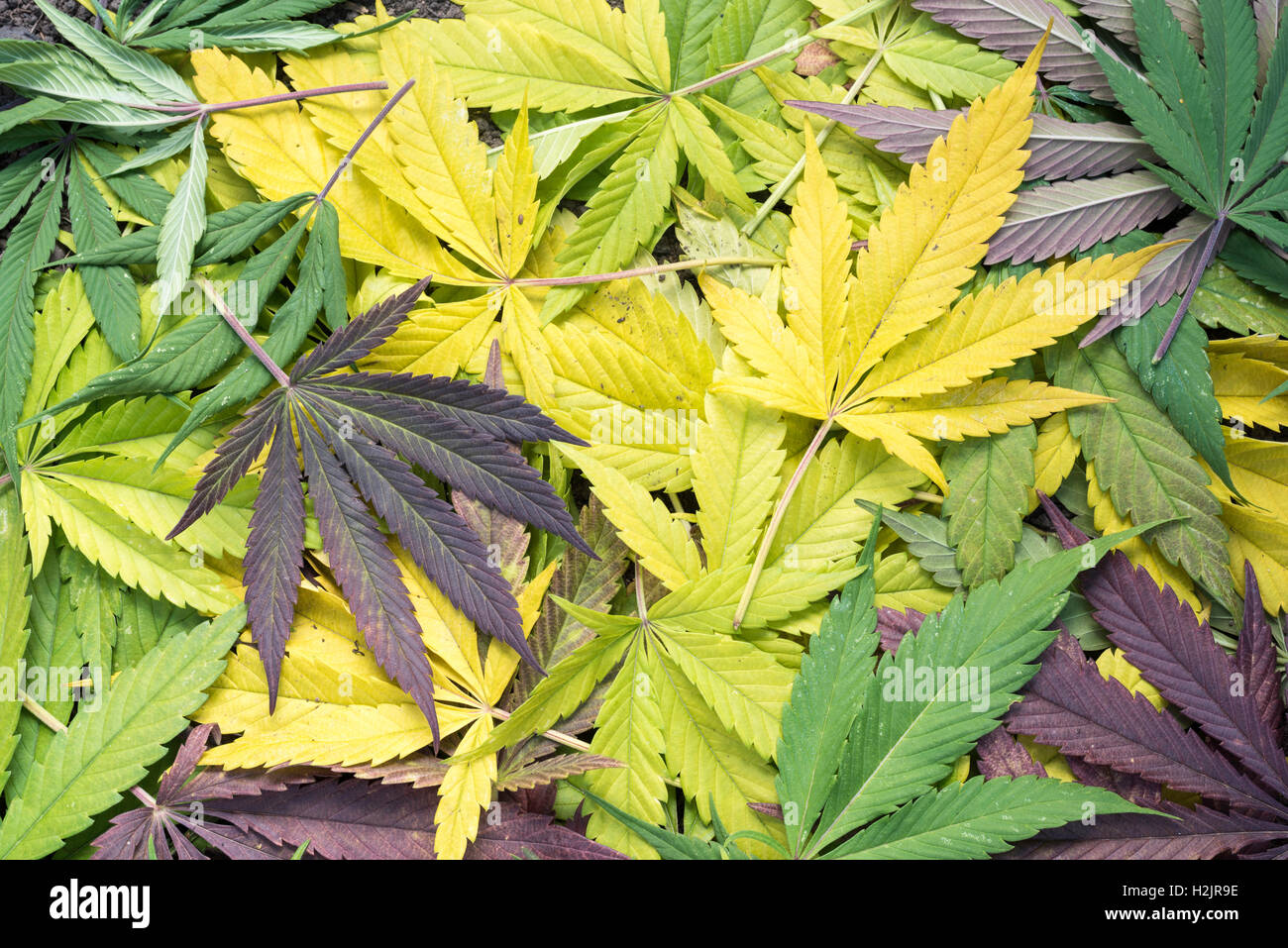 Foglie di marijuana sul terreno in autunno. Foto Stock