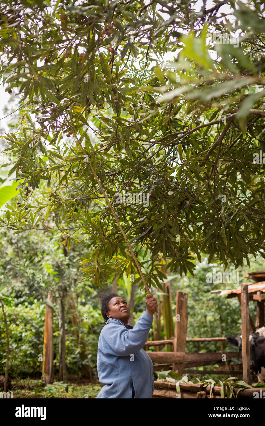Un commercio equo dado raccolti di coltivatore di noci di macadamia per scuotimento dall'albero nella contea di Kirinyaga, Kenya. Foto Stock