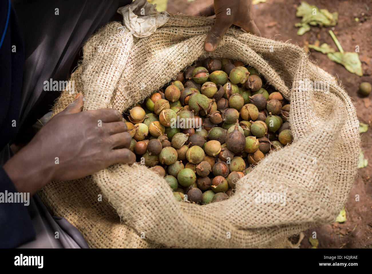 Appena raccolto il commercio equo e solidale di noci di macadamia sono confezionate in Kirinyaga County, in Kenya. Foto Stock