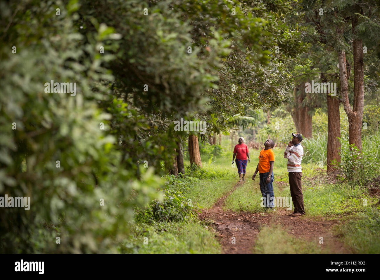 Produttori di commercio equo e solidale sondaggio un boschetto di noci Macadamia alberi nella contea di Kirinyaga, Kenya. Foto Stock