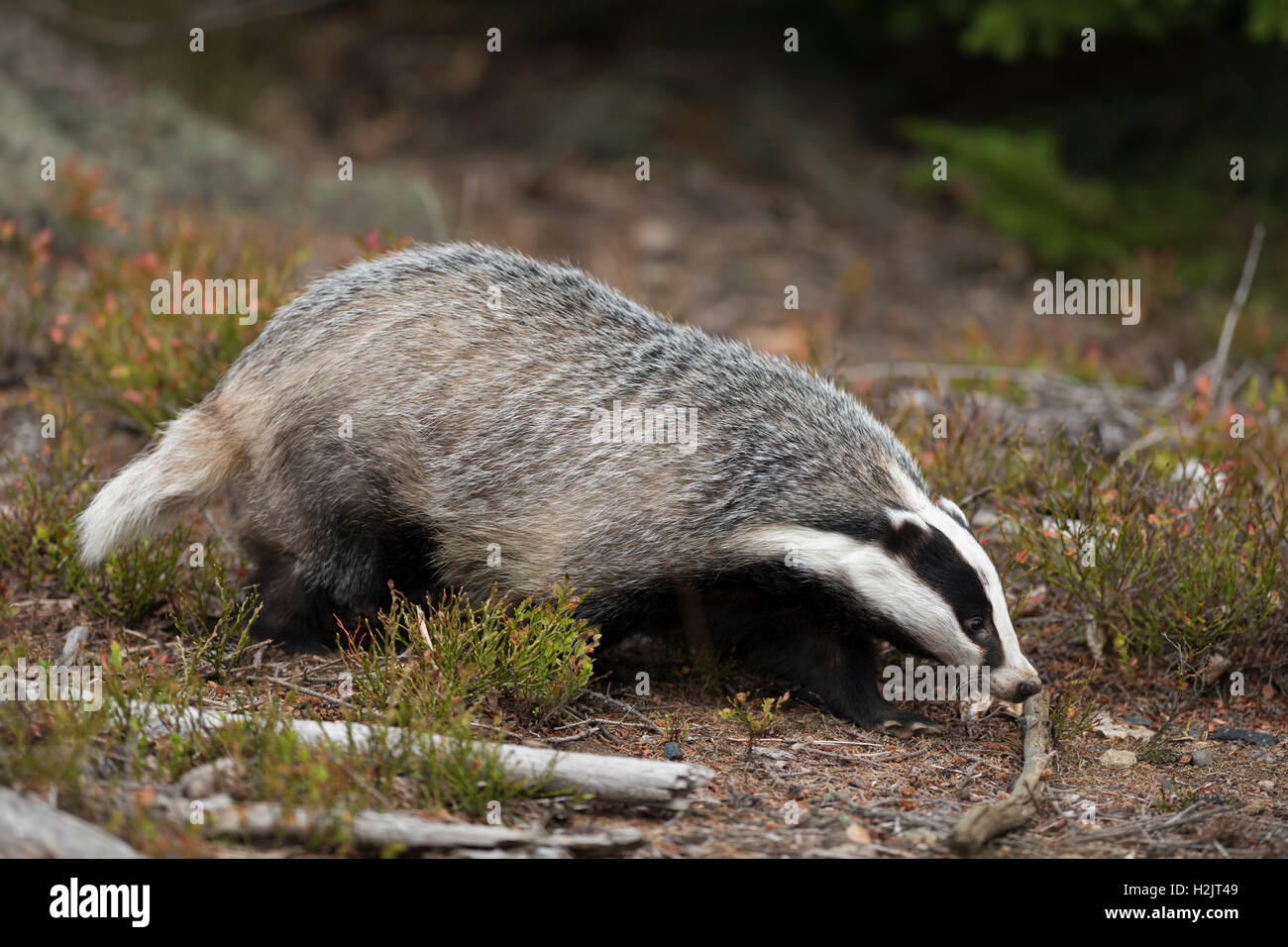 Distintivo europeo / Euro Dachs ( Meles meles ), animale adulto, passeggiata attraverso una foresta aperta, caccia, vista laterale a tutto il corpo, fauna selvatica, Europa. Foto Stock