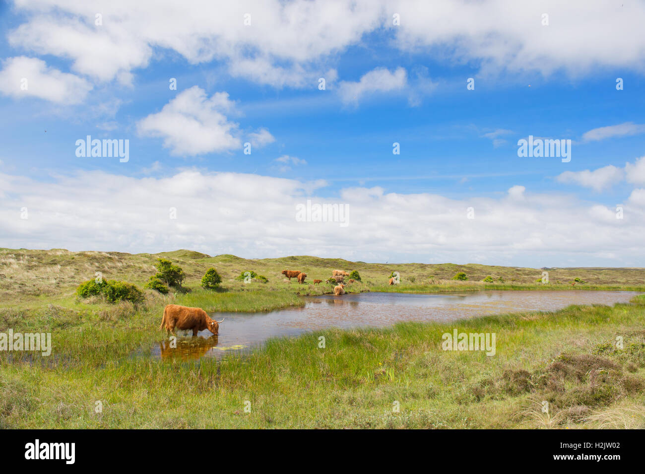 Highland bovini di acqua potabile Foto Stock