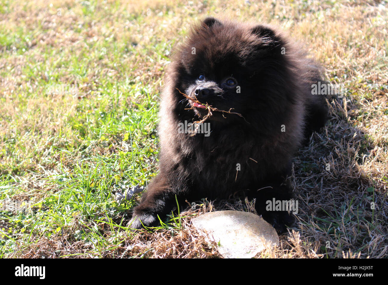 Un sfrontato nero munches Pomerania sull'erba. Foto Stock