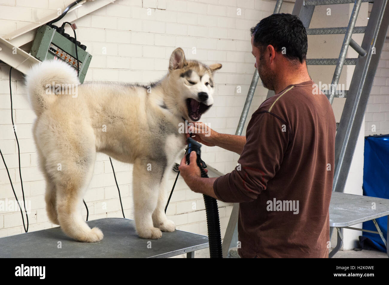 Un espositore toelettatura un Alaskan Malamute Cane presso il Royal Melbourne Show Foto Stock
