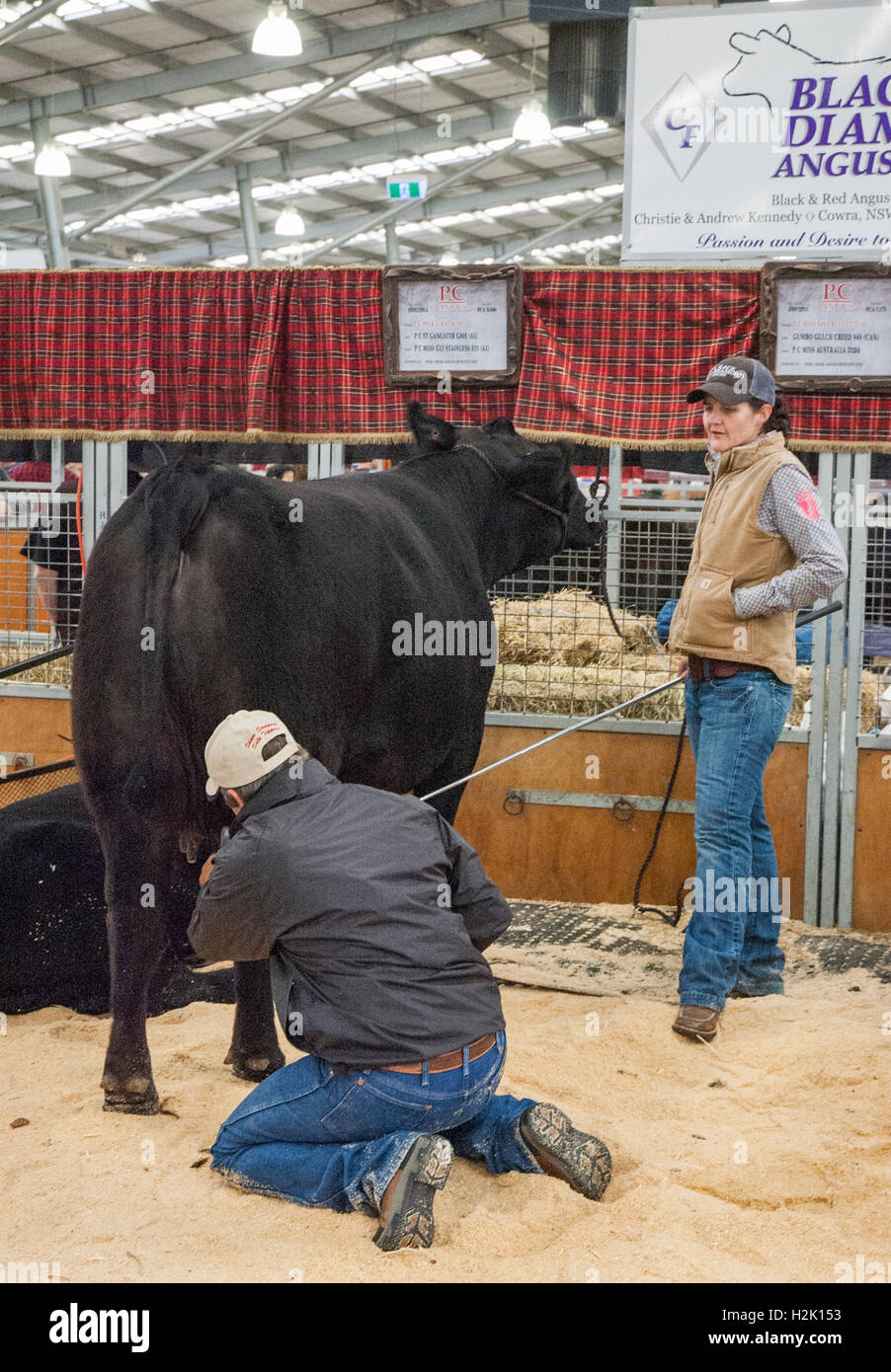 I proprietari tendono a loro Diamante Nero Angus bestiame esposto presso il Royal Melbourne Show Foto Stock