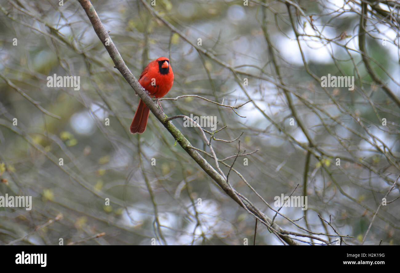 Il Cardinale settentrionale (C. cardinalis) Foto Stock