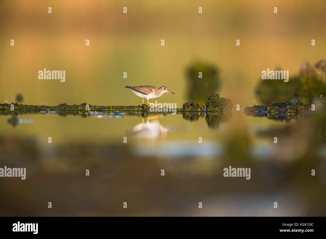 Spotted Sandpiper stalking una preda a Jamaica Bay Wildlife Refuge, Queens, a New York Foto Stock