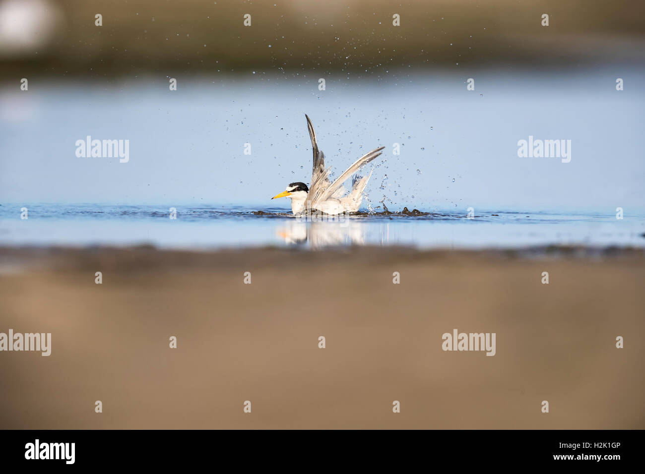 Adulto almeno Tern prendere un bagno in acque poco profonde, sbattimenti le sue ali e spruzzi di acqua intorno Foto Stock