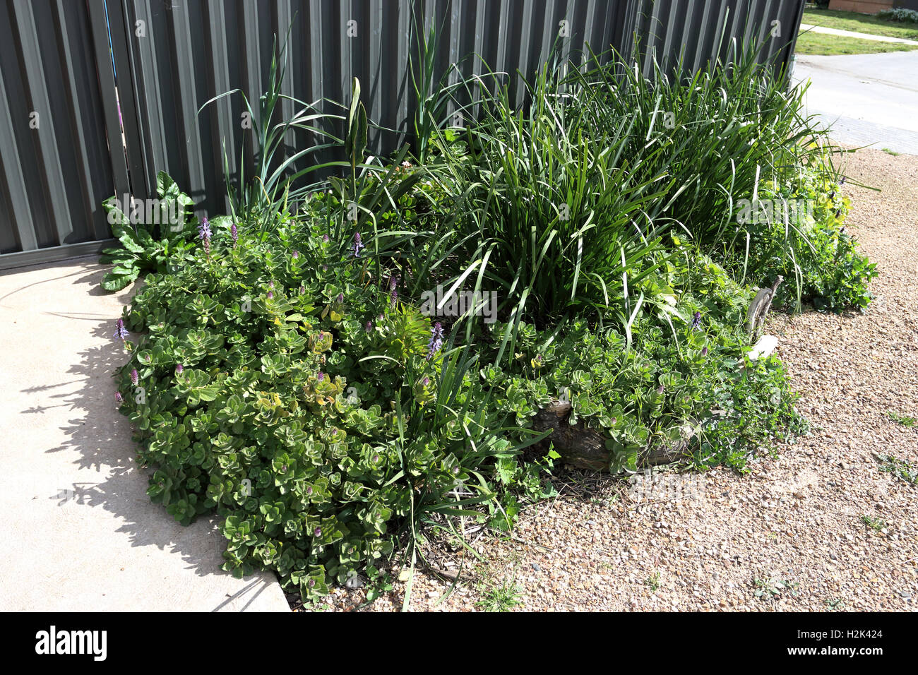 Varietà di piante come Lomandra erba, Dogbane e tarassaco crescente nei pressi del recinto del cortile Foto Stock
