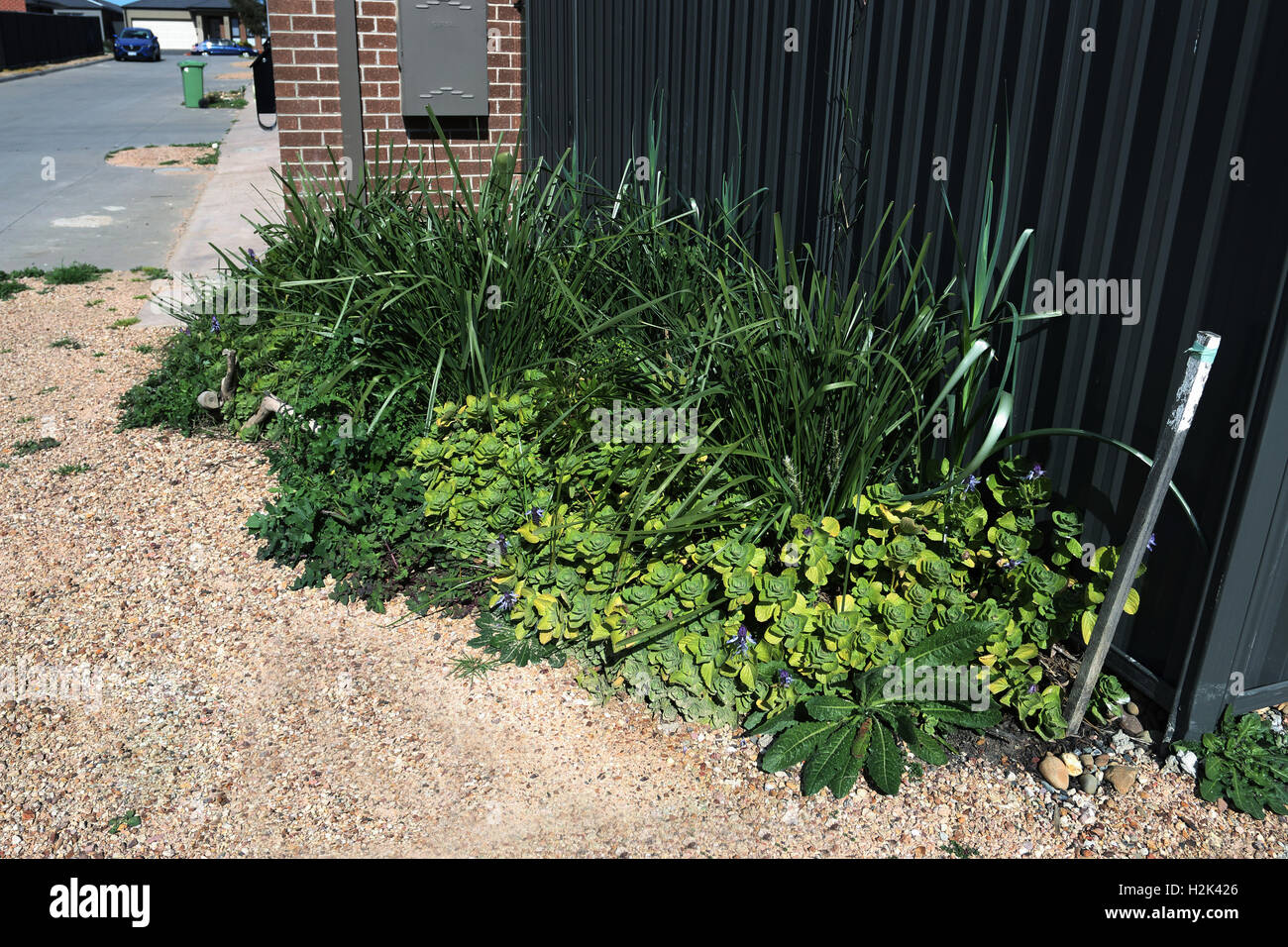 Varietà di piante come Lomandra erba, Dogbane e tarassaco crescente nei pressi del recinto del cortile Foto Stock