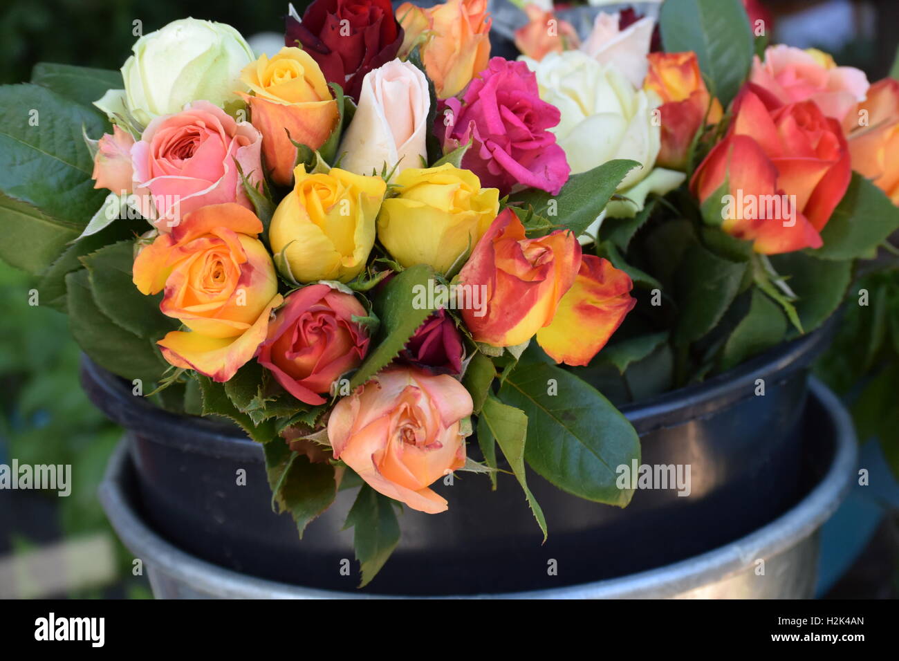 Un sacco di rose in un secchio grande Foto Stock