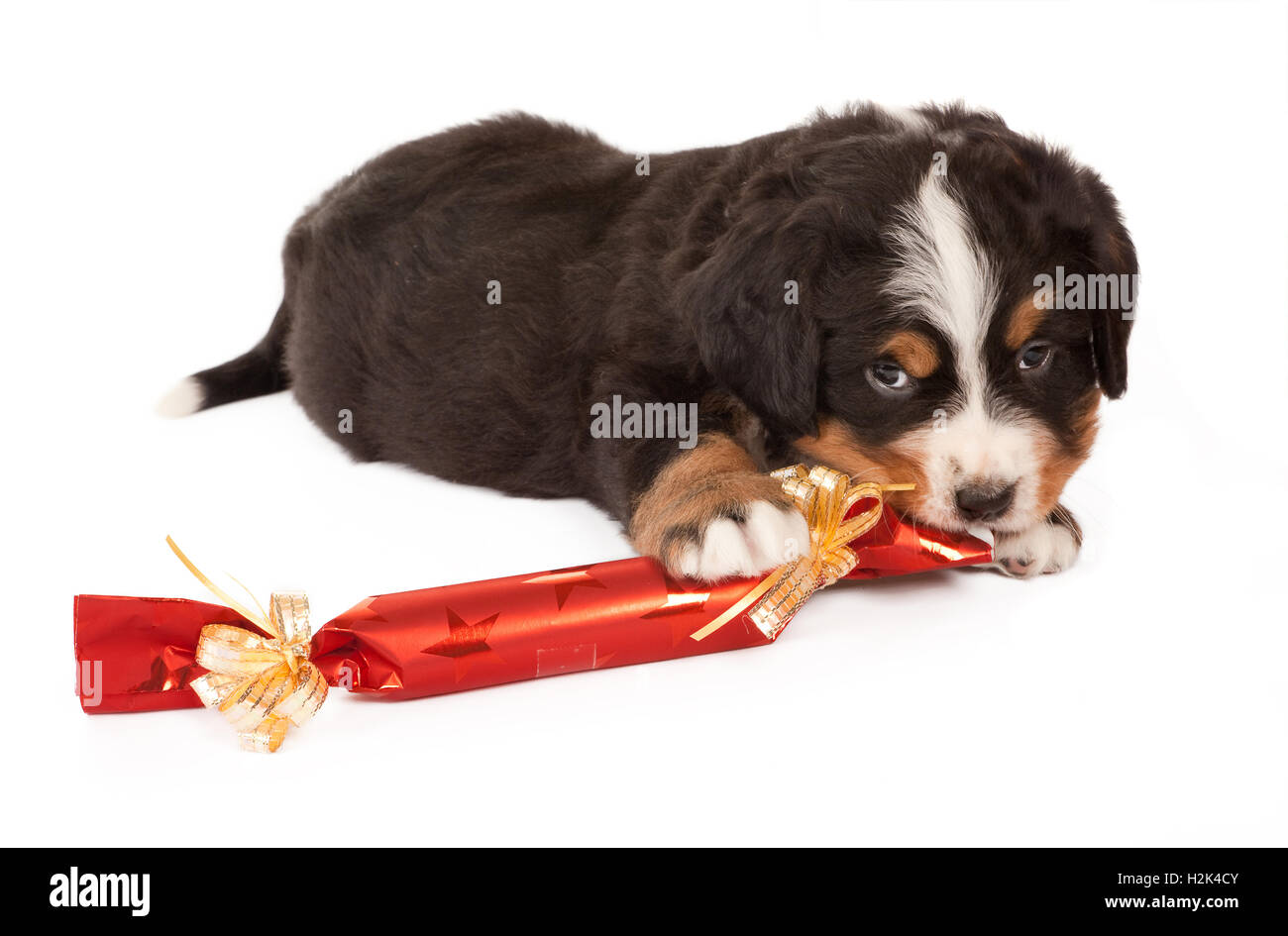 Bovaro del Bernese cucciolo giocare con un regalo di natale Foto stock -  Alamy