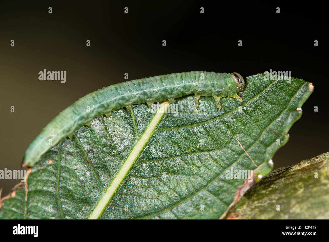 Larva Sawfly avanzamento sul salice (Salix sp.). Caterpillar di Hymenopteran insetto in sottordine Symphyta Tenthredinidae famiglia Foto Stock
