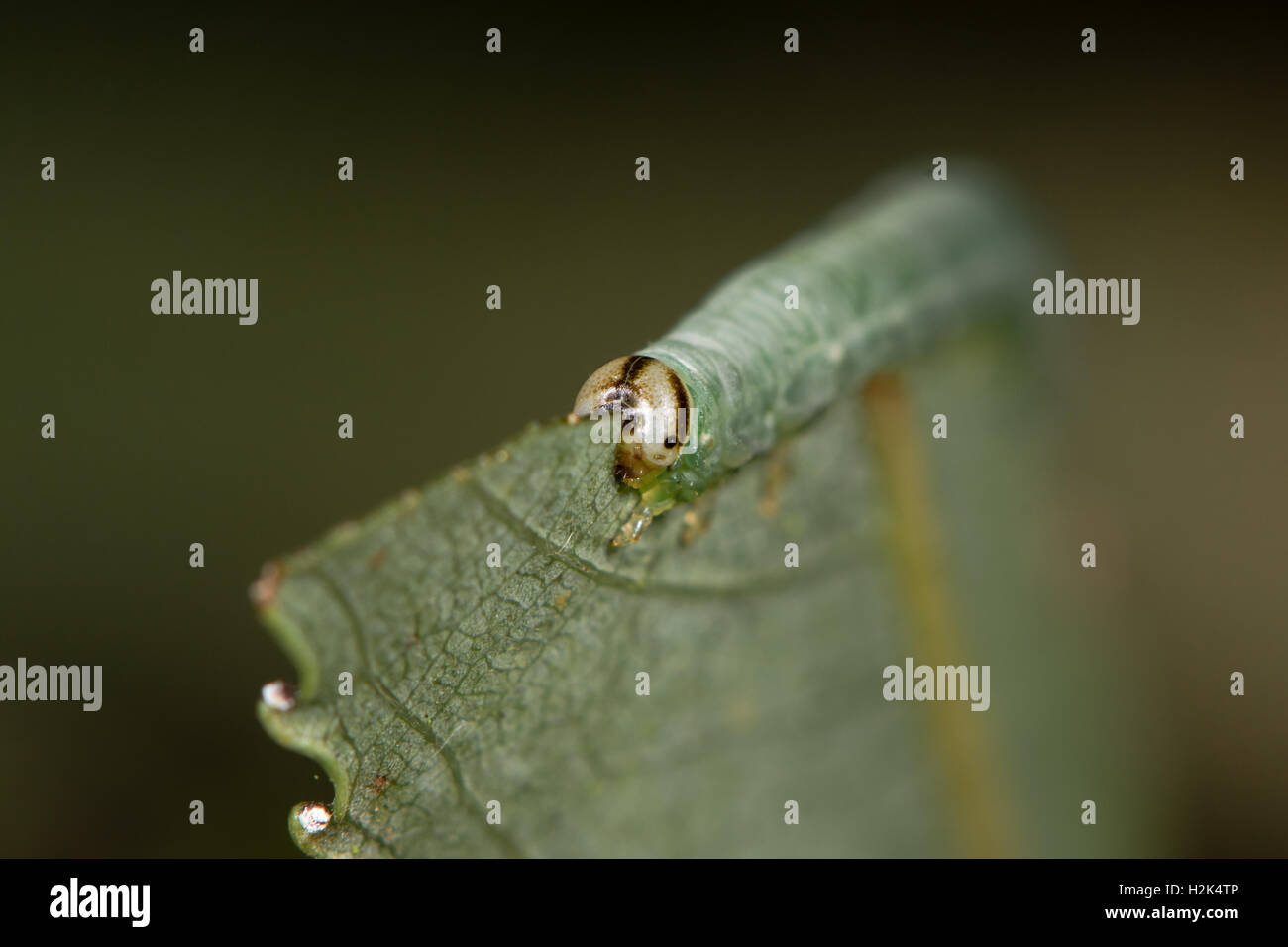 Larva Sawfly avanzamento sul salice (Salix sp.) a testa alta. Caterpillar di Hymenopteran insetto, sottordine Symphyta Tenthredinidae famiglia Foto Stock