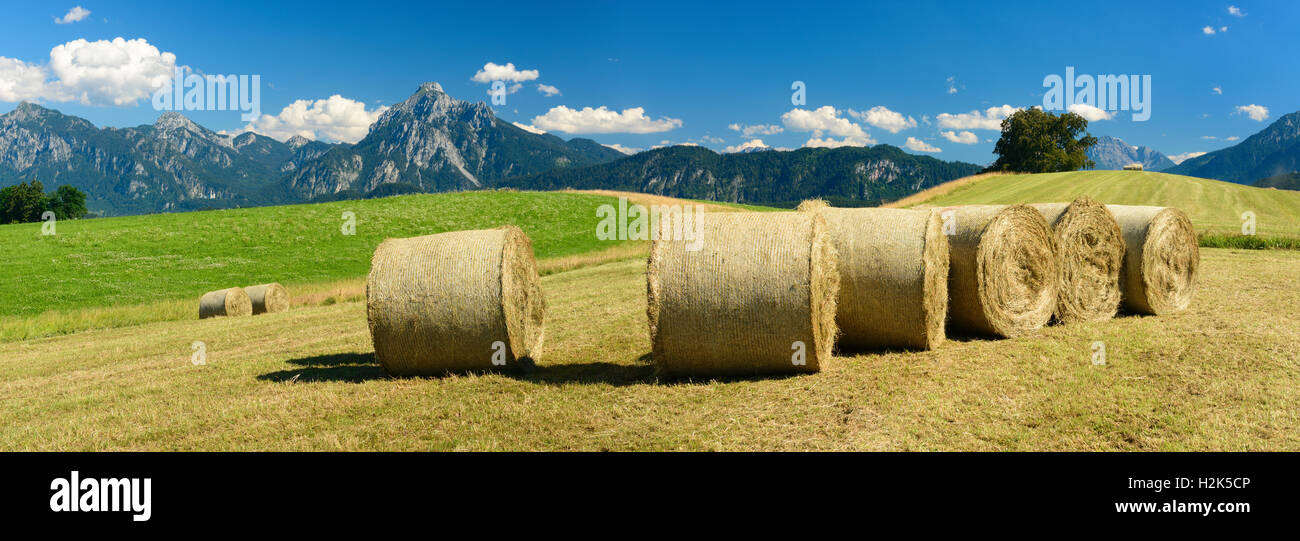 Balle sul prato falciato, Algovia Alpi, vicino a Füssen, Algovia, Baviera, Germania Foto Stock
