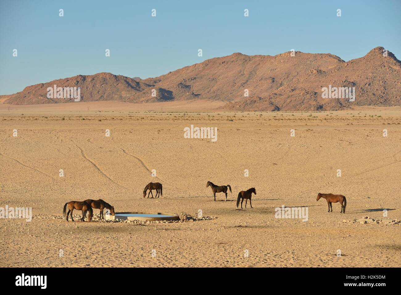 I Cavalli del deserto, Namib Desert cavalli (Equus ferus) al waterhole di Garub, vicino Aus, Karas Regione, Namibia Foto Stock