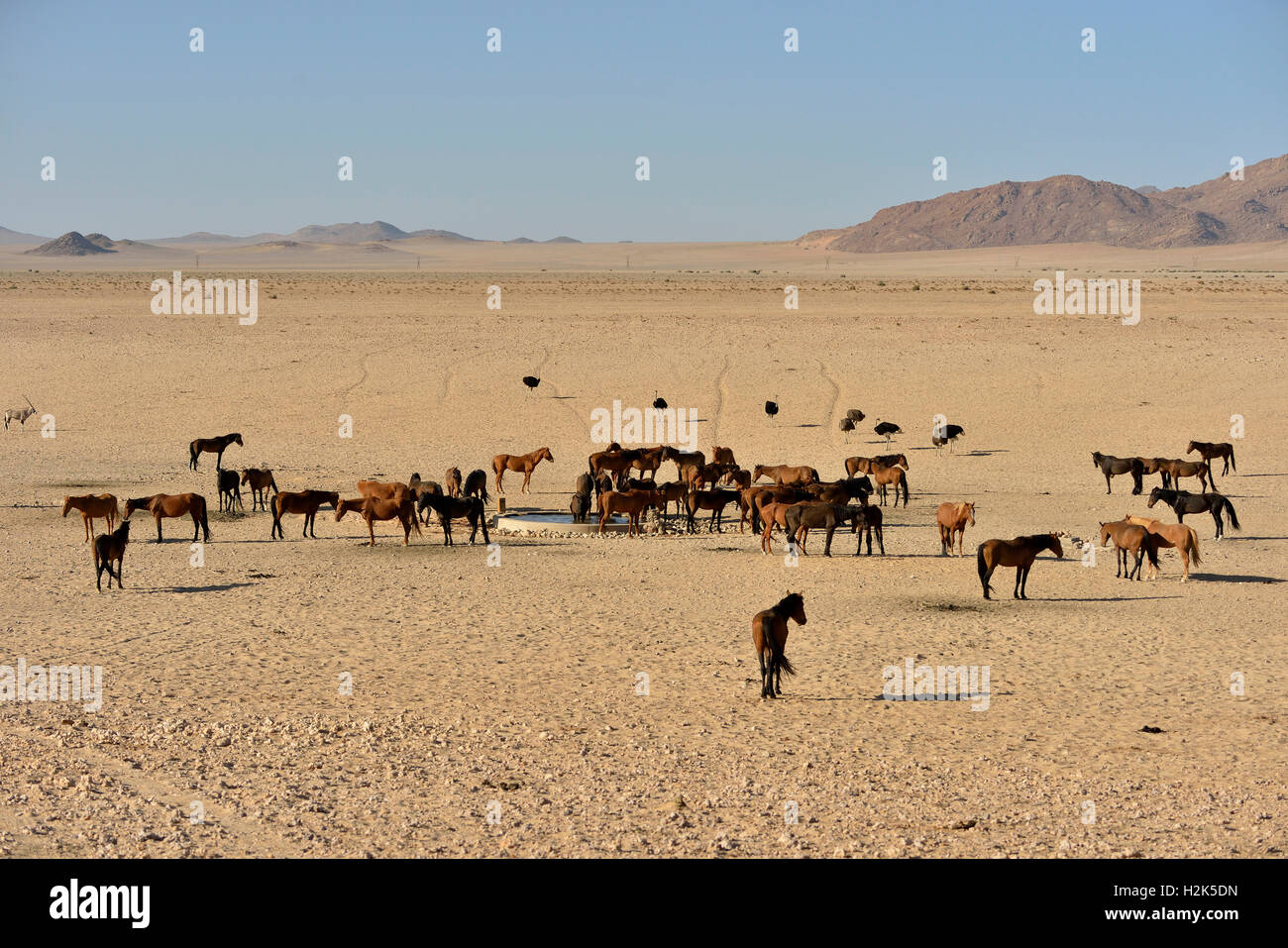 I Cavalli del deserto, Namib Desert cavalli (Equus ferus) al waterhole di Garub, vicino Aus, Karas Regione, Namibia Foto Stock