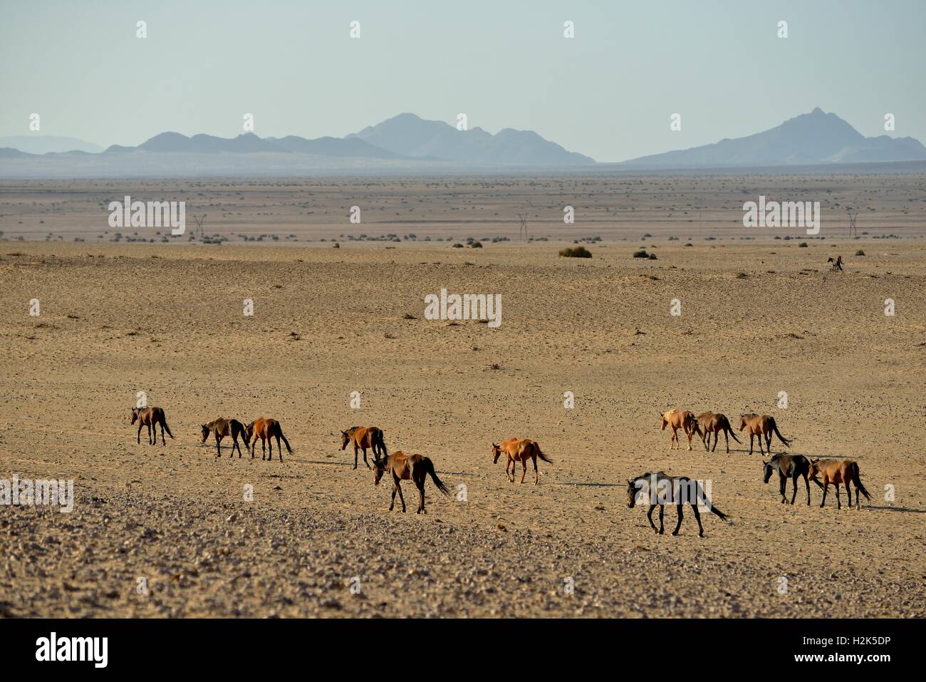 I Cavalli del deserto, Namib Desert cavalli (Equus ferus) in esecuzione attraverso il deserto, allevamento vicino al fiume di Garub, vicino Aus Foto Stock