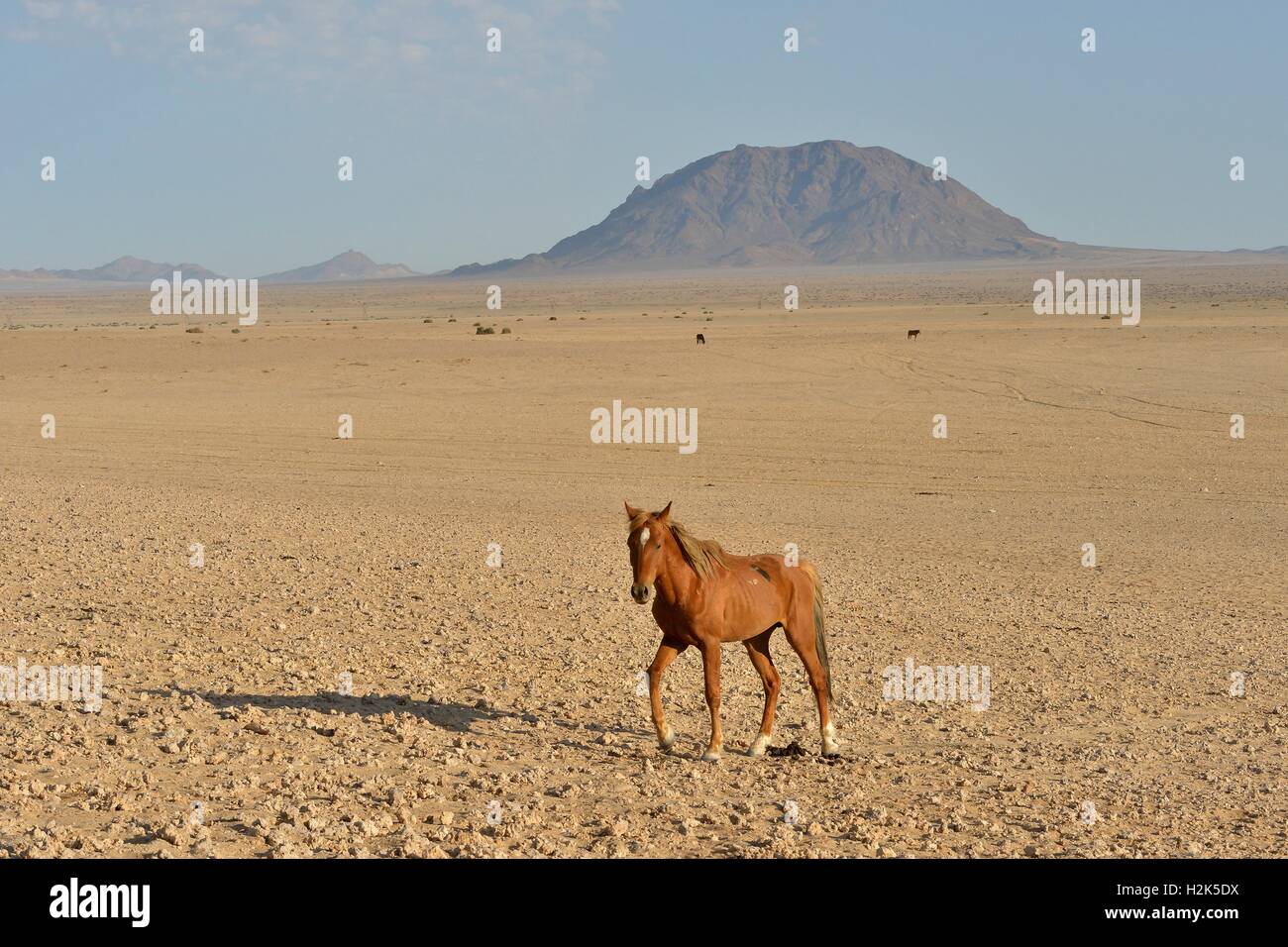 Cavallo nel deserto, deserto namibiano cavallo (Equus ferus) nel deserto, vicino al fiume di Garub, vicino Aus, Karas Regione, Namibia Foto Stock
