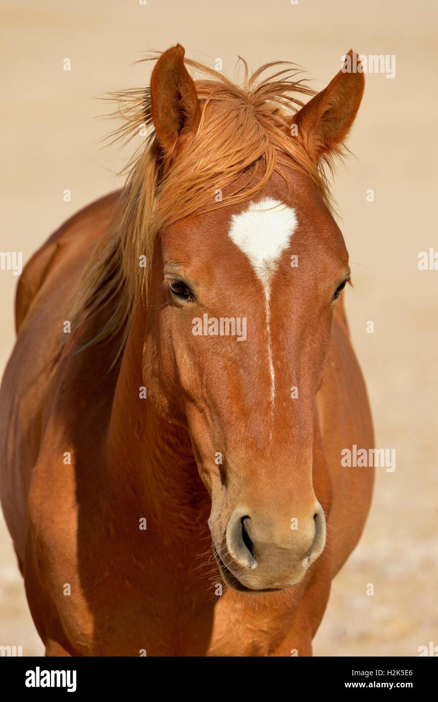 Cavallo nel deserto (Equus ferus) vicino waterhole Garub, vicino Aus, Karas Regione, Namibia Foto Stock