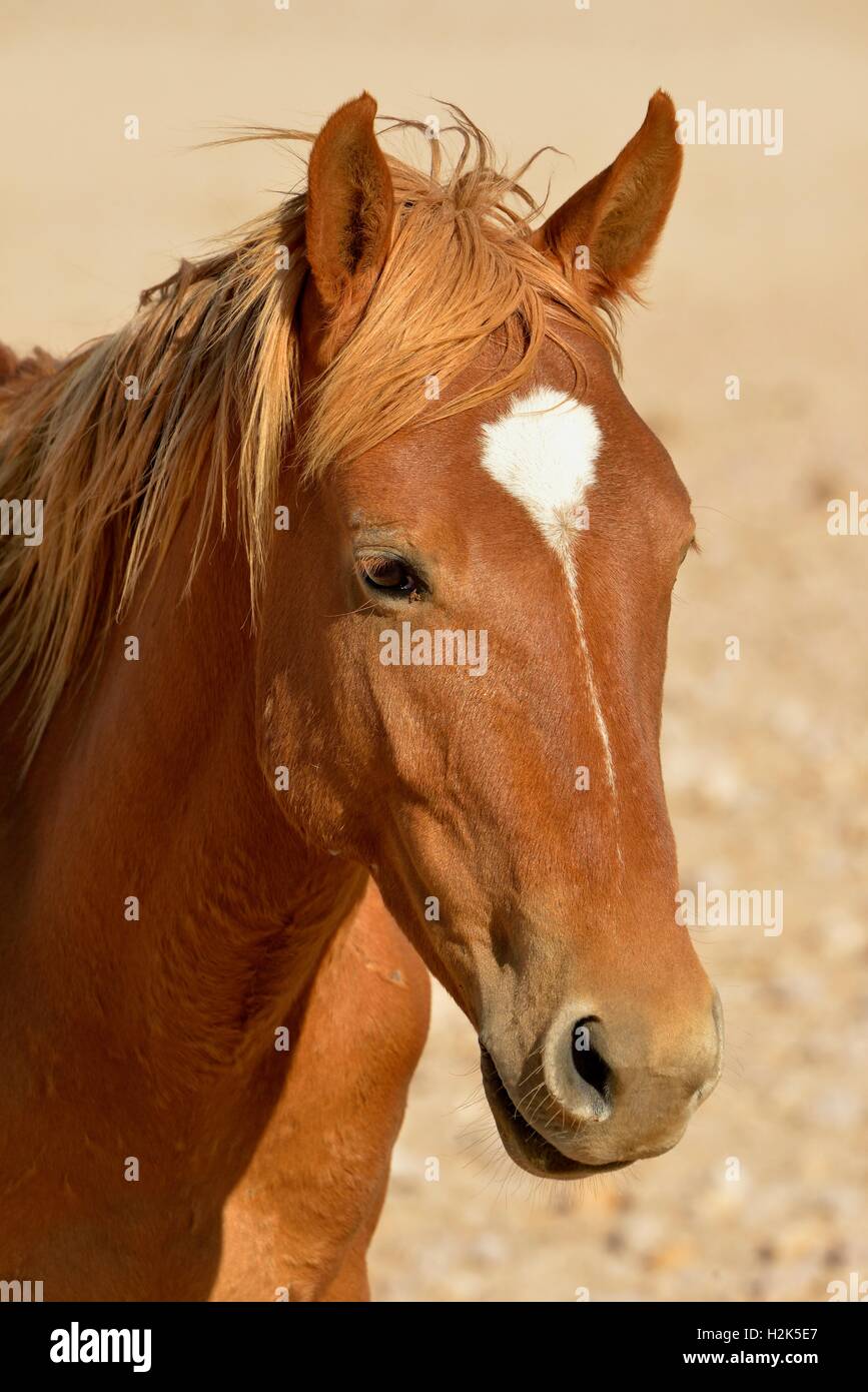 Cavallo nel deserto (Equus ferus) vicino waterhole Garub, vicino Aus, Karas Regione, Namibia Foto Stock