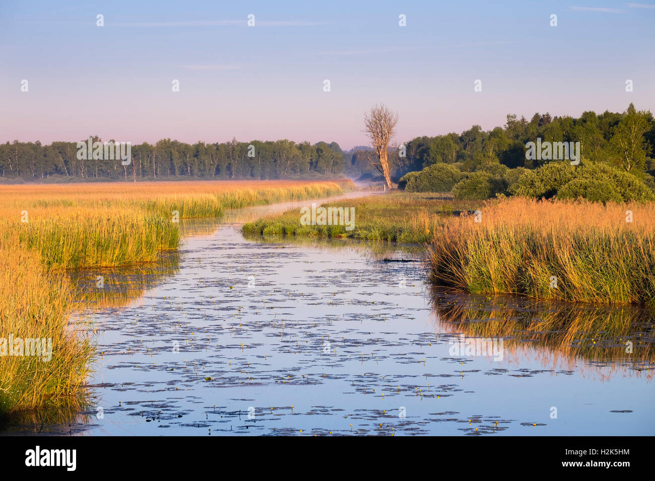 Per via navigabile nella luce del mattino, Federsee lago Moro vicino a Bad Buchau, Alta Svevia, Svevia, Baden-Württemberg, Germania Foto Stock