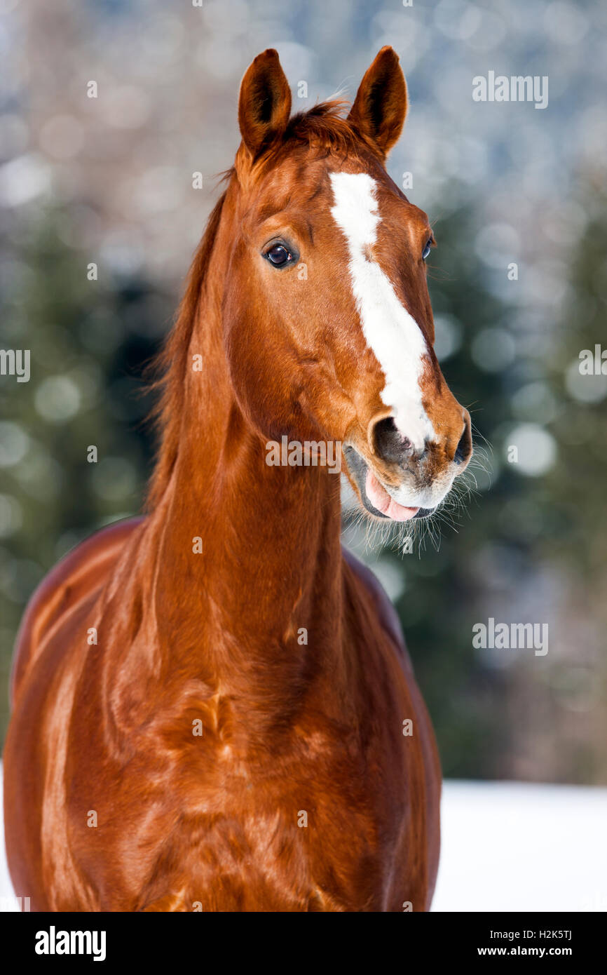 Hanoverian cavallo marrone con pelliccia rossastra, neve sullo sfondo, Tirolo, Austria Foto Stock