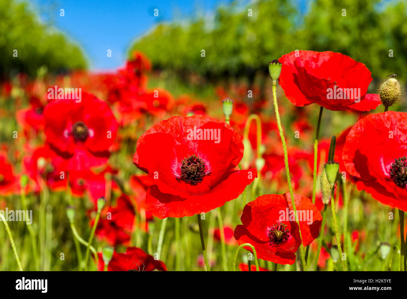 Close up di papaveri, blossom, Ascianello, Toscana, Italia Foto Stock