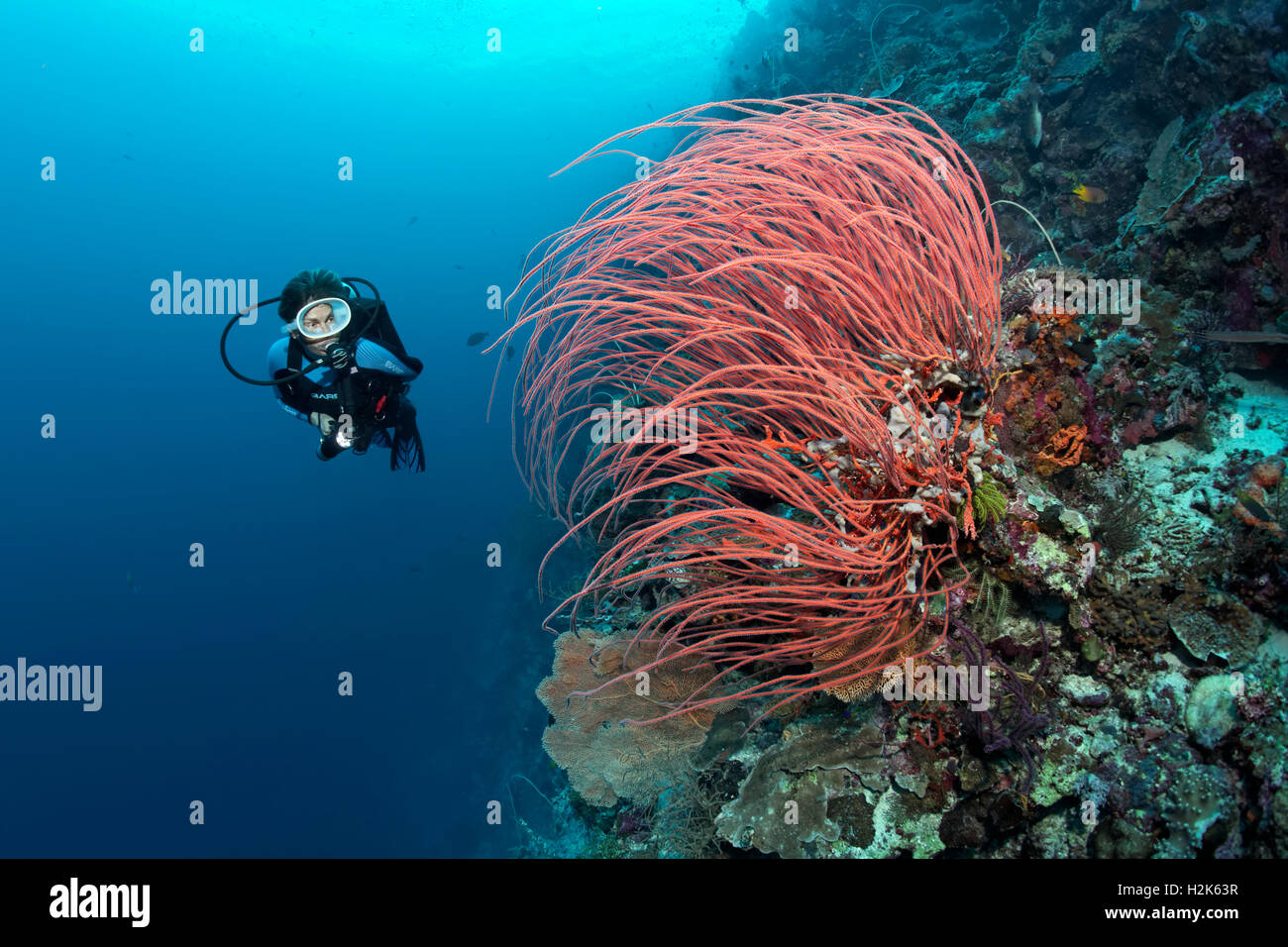 Sommozzatore visualizzazione di gorgonie rosse, ventilatore di mare (Ellisella ceratophyta)a Steep faccia di barriera corallina, Wakatobi. Isola Arcipelago Tukangbesi Foto Stock