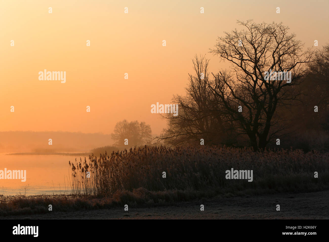 Atmosfera mattutina in riverside foresta, Riserva della Biosfera dell'Elba centrale, Sassonia-Anhalt, Germania Foto Stock