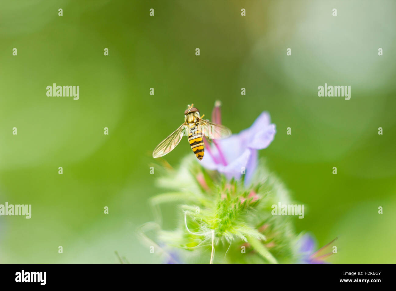 Foto macro fly hoverfly talvolta chiamato fiore di mosche o syrphid flies battenti hoverfly seduto vicino a fiore lilla nella giornata d'estate. nero e giallo fly Foto Stock