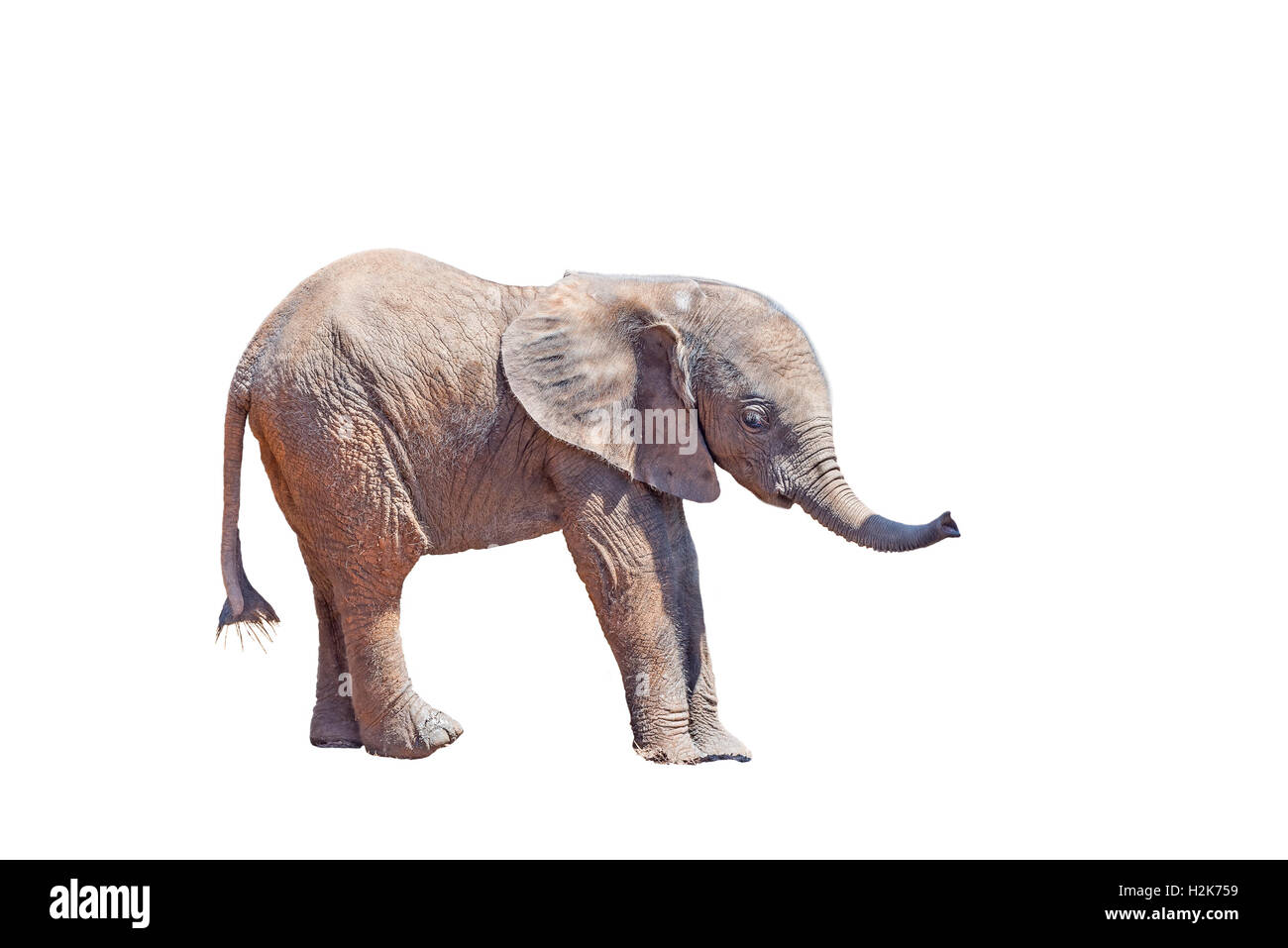 Un minuscolo dell' elefante africano di vitello, Loxodonta africana, isolato in bianco Foto Stock