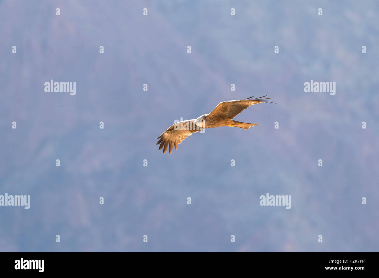 Singola nera Kite Milvus migrans sulla migrazione in volo contro le montagne di Eilat, Israele Foto Stock